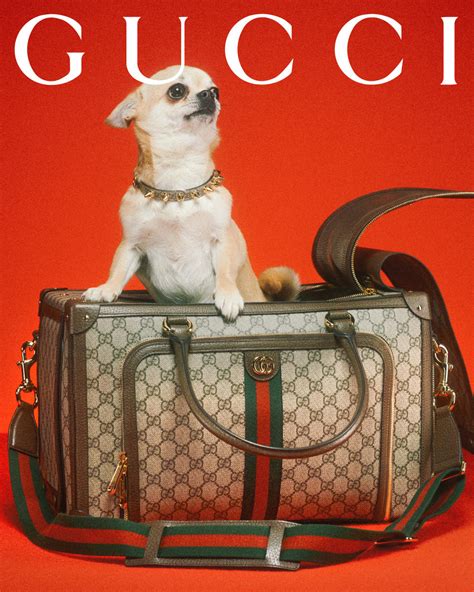 gucci come as you are campaign|Gucci pet show 2023.